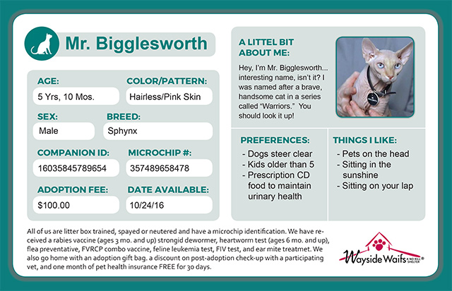 Kennel Card Forms Design - Cats