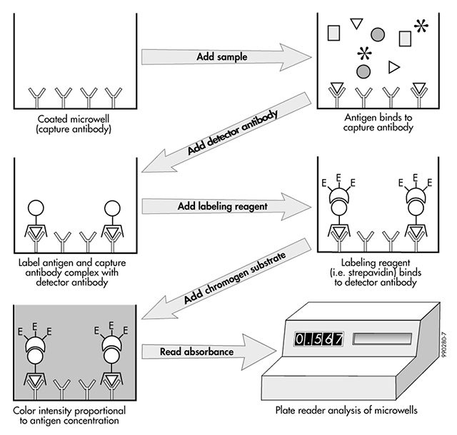 Flow Chart Illustration